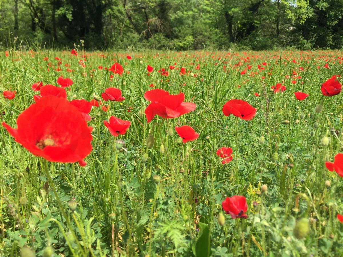 Domaine De Brousson Panzió La Tour-sur-Orb Kültér fotó